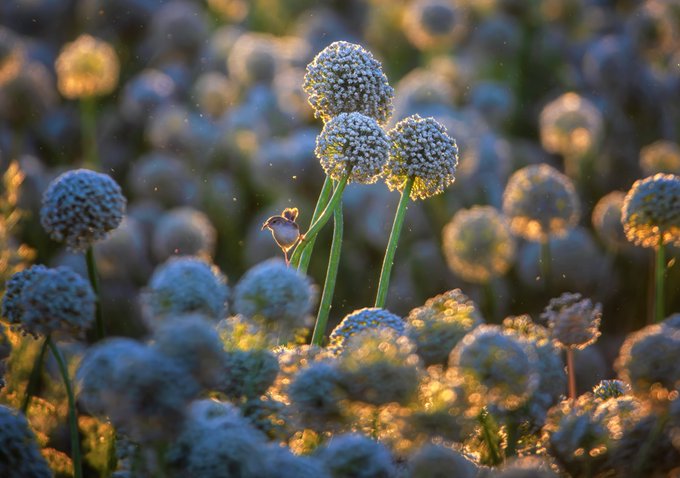 Macro photography of delicate white allium flowers (ornamental onions) illuminated by warm golden-hour sunlight with a soft, dreamy bokeh background.