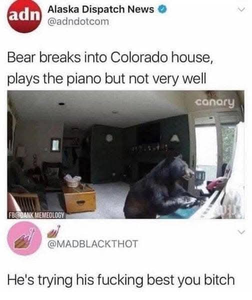 A humorous tweet screenshot from Alaska Dispatch News (@adndotcom) showing a bear playing piano indoors, with a quote tweet reply from @MADBLACKTHOT saying 'He's trying his fucking best you bitch'.