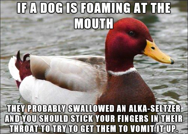 A meme featuring a duck with text reading 'IF A DOG IS FOAMING AT THE MOUTH THEY PROBABLY SWALLOWED AN ALKA-SELTZER AND YOU SHOULD STICK YOUR FINGERS IN THEIR THROAT TO TRY TO GET THEM TO VOMIT IT UP.'