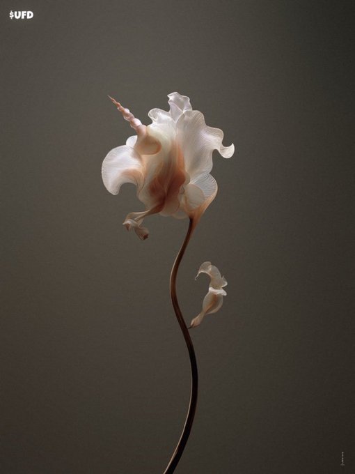 A delicate white flower with a long, curling stem stands against a muted brown background, accompanied by the text "SUFD" in the upper left corner. The flower's singular, reaching tendril mirrors the post's reference to "the one with one horn"—evoking a sense of rare, singular emergence that stands out starkly against an otherwise empty landscape, just as an unexpected market move catches traders off guard.