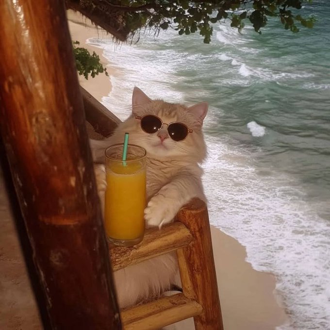 A fluffy white cat wearing sunglasses lounges at a tropical beachside bar, paws resting on a wooden stool beside a glass of orange juice with a straw, perfectly capturing the relaxed weekend getaway vibe the post wishes its followers.