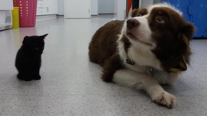 A small black cat and a brown and white dog sit together on a tiled floor, with the dog looking up attentively while the cat stares straight ahead, evoking a calm, patient stance that mirrors the post's advice to stay still and wait for smart money to return to a volatile red market rather than rushing into risky trades.