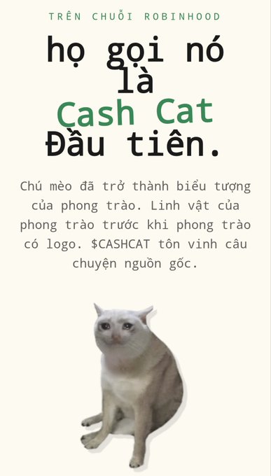 A Vietnamese-language social media post about the $CASHCAT token on Robinhood chain, featuring a photo of a white cat and explaining the cat as the movement's mascot.