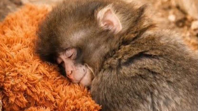 A young monkey rests peacefully with its eyes closed on a fuzzy orange surface, its soft brown fur catching the warm light. The image evokes the real-life animal and zoo mission at the heart of the project, reminding viewers that behind the $PUNCH token's volatile chart lies a tangible cause worth supporting.