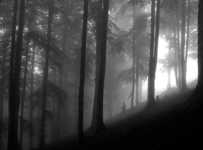 A moody black-and-white photograph of a misty forest with tall trees and a lone figure in the distance, with sunlight filtering through the fog.