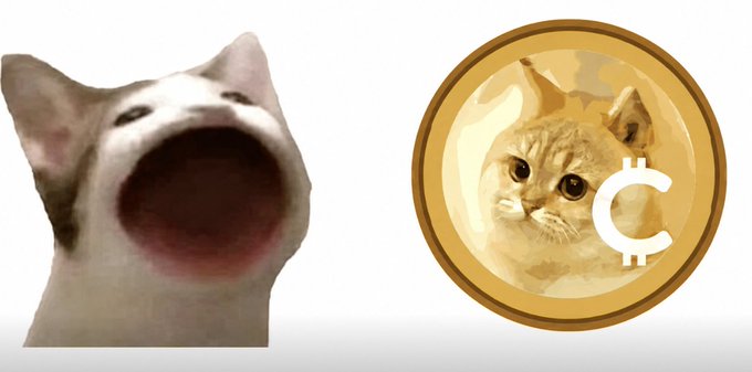 A shouting cat meme is paired with a gold coin featuring the "C̸" cat logo, promoting #catcoin as a follow-up opportunity to the 2024 $POPCAT token surge. The image conveys excitement and urgency, suggesting catcoin could be the next viral feline-themed crypto success story.