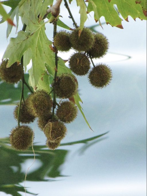 A close-up photograph of spiky green fruit pods, resembling sweet gum balls, hanging from a branch with green leaves.