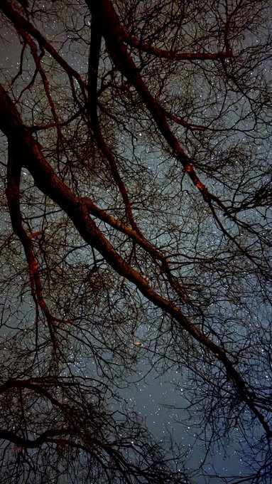 A low-angle photograph captures silhouetted tree branches reaching across a dark night sky filled with stars.