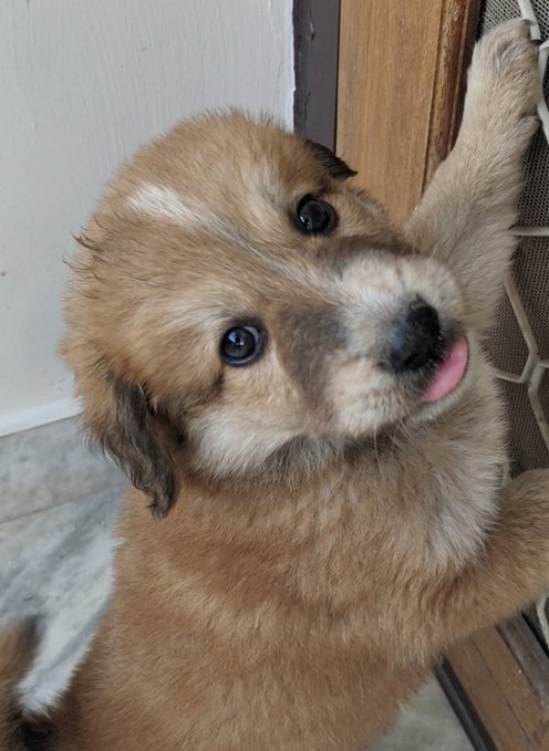 An adorable fluffy brown puppy with its tongue slightly sticking out stands on its hind legs, reaching up against what appears to be a screen door.