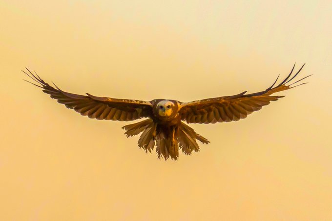 A detailed painting of a barn owl in mid-flight with its wings fully spread, showing brown and white plumage against a warm peachy-orange sky background.
