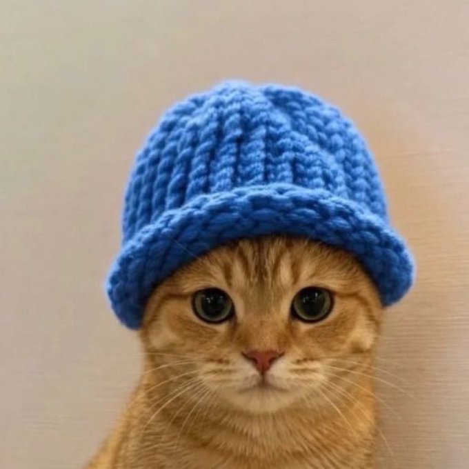 An orange tabby cat wears a blue knitted beanie pulled low over its ears, looking directly at the camera with wide green eyes. The image pairs with the post's playful call for a "100 million dollar cat coin" meme coin, using the cute, meme-worthy feline as visual bait for the crypto pitch.