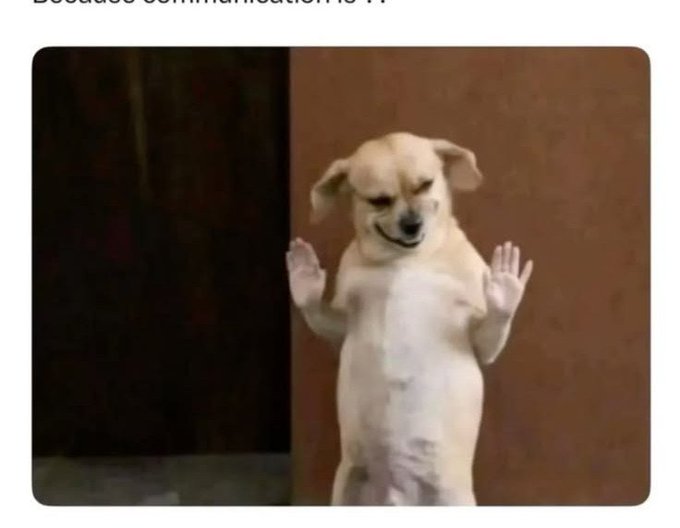 A small dog stands on its hind legs with paws raised in a gesture resembling a police frisking motion, paired with text claiming only those with $1M may sleep, humorously enforcing the idea with a canine "officer" conducting checks.