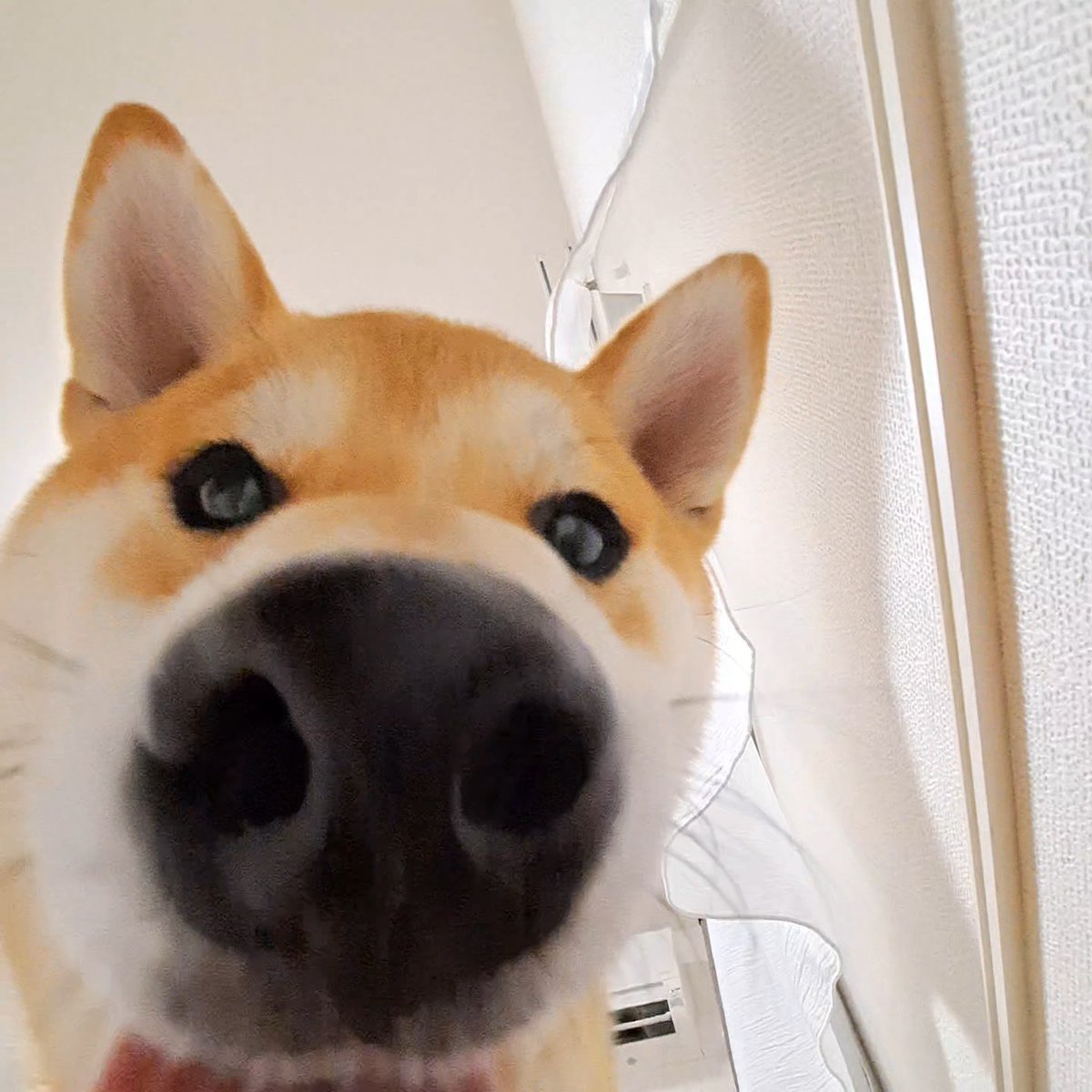 A close-up photo of a Shiba Inu dog looking directly into the camera with its large nose prominently featured in the foreground, fitting perfectly with the meme's taunt to those shorting the Shiba Inu cryptocurrency.