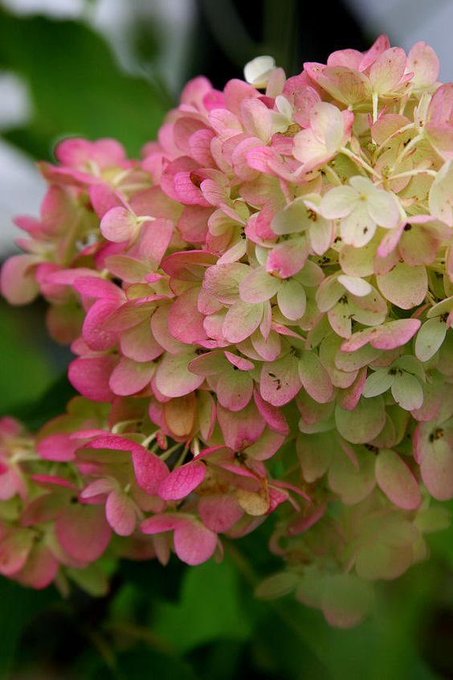 A close-up photograph of pink and green hydrangea flowers in full bloom, with clusters fading from white-green to vibrant pink.