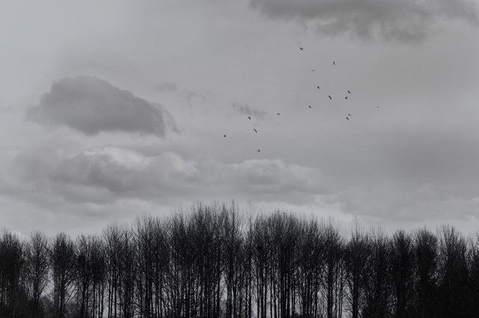 A black-and-white photograph of a flock of birds flying over a line of bare trees beneath a cloudy sky.