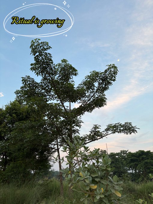 A tree grows against a blue sky at dusk with the stylized text 'Ritual is growing' in the upper left corner.