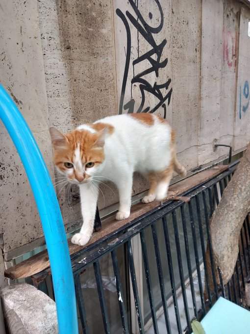An orange and white cat carefully walks along a narrow ledge above a metal grate, with graffiti visible on the wall behind it.
