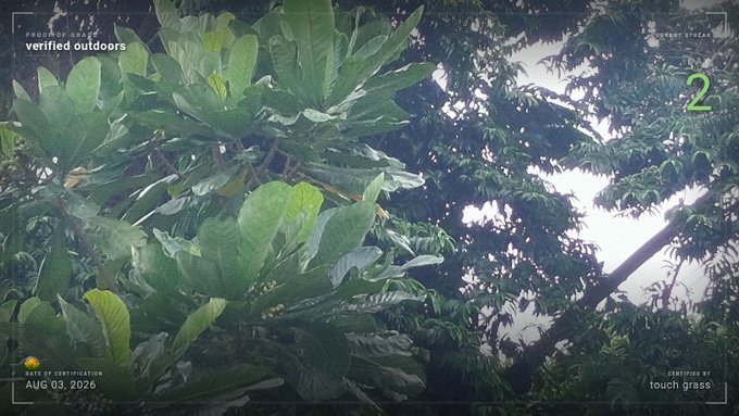 A cinematic still of lush green tropical foliage and tree canopy with fog/mist in the background, watermarked with 'PROOF OF GRADIENT verified outdoors', 'CURRENT STREAK 2', 'DATE OF CERTIFICATION AUG 03, 2026', and 'CERTIFIED BY touch grass'.