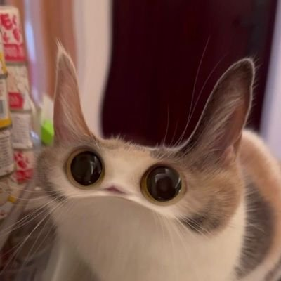 A close-up photo of a wide-eyed calico cat looking directly at the camera.
