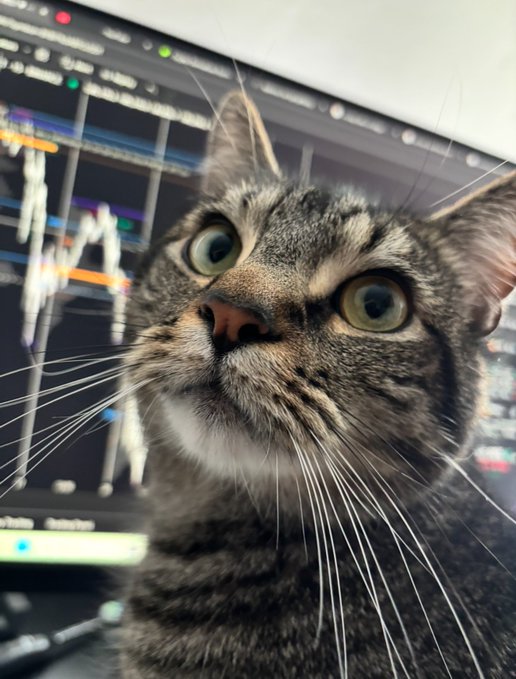 A tabby cat stares wide-eyed in front of a monitor displaying a candlestick chart, embodying the "deer in headlights" reaction to buying BTC at current prices.