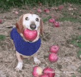 The image features a dog wearing a blue sweater, holding an apple in its mouth while standing on a field of apples. The dog appears to be enjoying itself as it carries the fruit around. The photo also includes text that reads "#苹果人生 = #币安人生 24小时 为了确保防滤", which seems to be a reference or caption about the dog's sweater and its significance in the image.