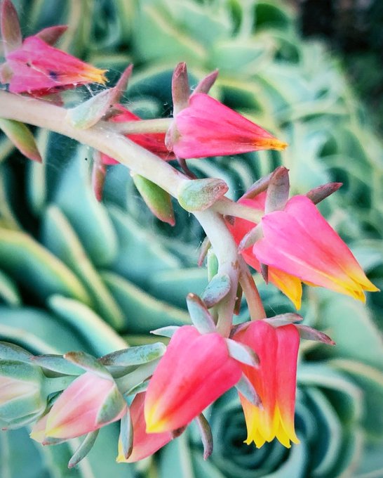 A close-up photograph shows pink and yellow tubular flowers of an Echeveria succulent plant with a spider web visible between the stems.