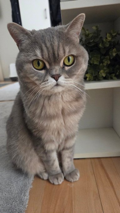 A grey British Shorthair cat with striking yellow eyes sitting on a wooden floor, looking directly at the camera with a potted plant in the background.