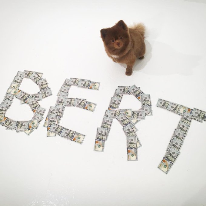 A small brown Pomeranian dog sits on a white surface next to the word 'BART' spelled out using one-hundred-dollar bills.