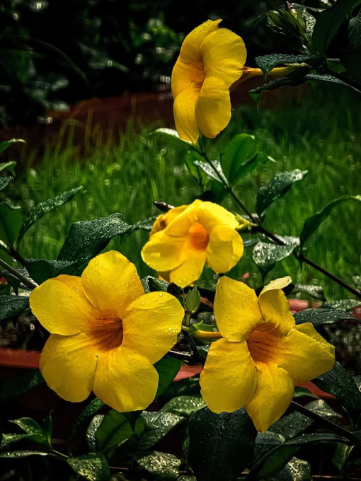 The image features a close-up view of three yellow flowers with green leaves, likely a type of morning glory or clematis. The flowers are surrounded by lush green foliage, creating an overall sense of freshness and vitality. The background is blurred, drawing attention to the vibrant colors and intricate details of the flowers. The post appears to be related to gardening tips or advice on growing plants, as it mentions "Good Morning X Family Keep building. The results will follow @NomismaNetwork Keep building." This suggests that the image might be promoting a gardening theme or providing guidance for nurturing plants in a garden setting.
