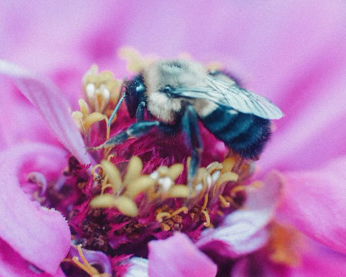A close-up macro photograph of a bumblebee with translucent wings perched on a pink flower, collecting pollen from its yellow stamens.