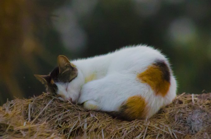 A calico cat with white, orange, and black fur is curled up sleeping on a hay bale against a blurred dark green background.