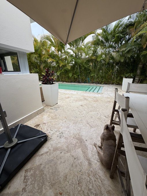 A photo taken from under a patio umbrella showing a stone outdoor area with a swimming pool, tropical palm trees, and a French bulldog sitting near dining chairs.