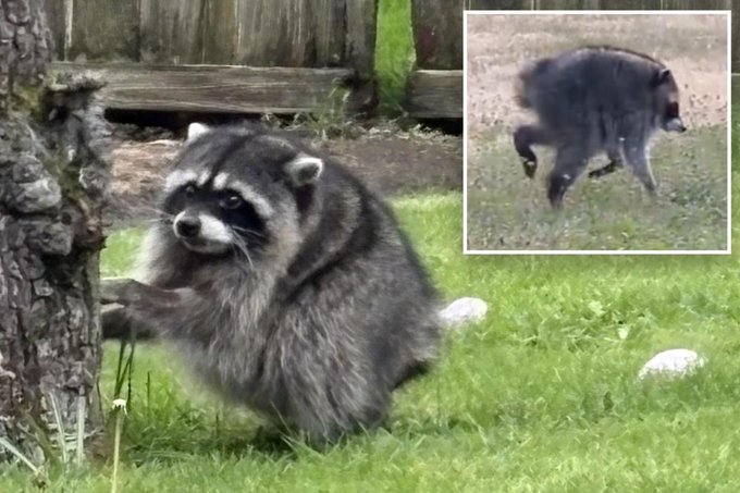 A raccoon with an unusual, bulky deformity stands on grass next to a tree, while an inset image shows it from another angle. The accompanying post notes that this deformed raccoon spotted in Seattle went viral and quickly inspired its own memecoin token on social media.