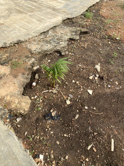 A small green plant sprouting out of dark soil mixed with small stones and debris, next to a concrete slab.