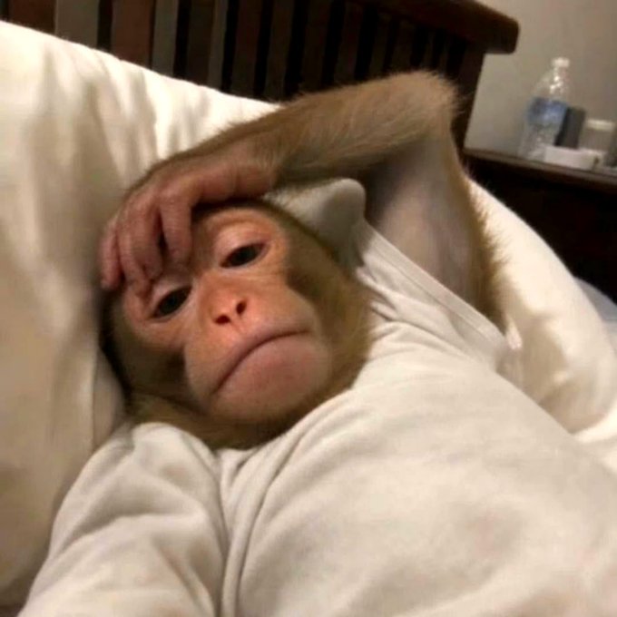 A baby monkey lies in bed under white sheets, pressing one hand to its forehead in a gesture that looks strikingly like a human facepalm—capturing the "we're not the same" sentiment as the post explains how $KNOTS serves two opposing user types (long-term holders and active traders) whose conflicting needs create the very tension that drives the token's tax mechanics toward $STONK.