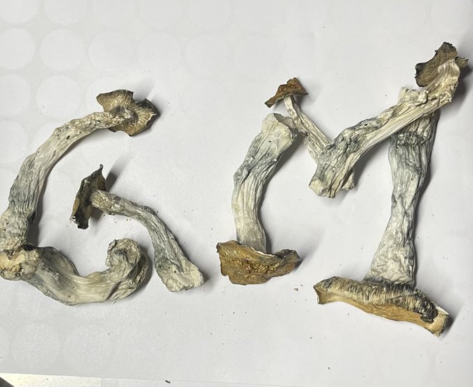 Several dried mushrooms, appearing to be psilocybin mushrooms, arranged on a white surface.