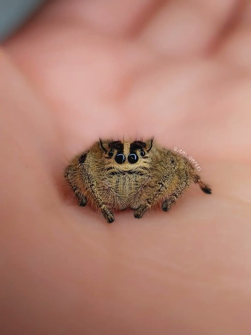 A macro photograph of a fuzzy jumping spider with large eyes resting in the palm of a person's hand, credited to '@lgn_jumpers'.