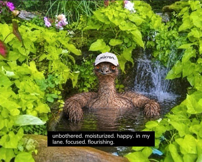 A fluffy brown creature wearing a 'Micron' cap relaxes in a lush garden pond next to a small waterfall, with the caption 'unbothered. moisturized. happy. in my lane. focused. flourishing.'