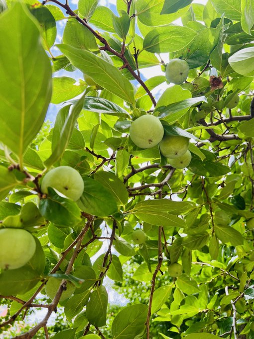 Unripe green plums hang abundantly among lush leaves on a sunlit tree, capturing a quiet farming moment amid the heat of an ordinary August workday.