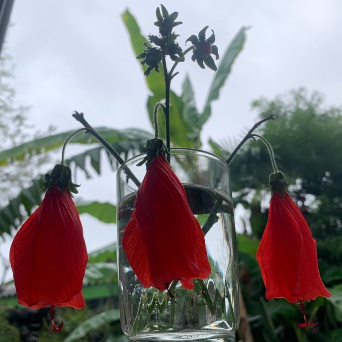 Three drooping red flowers sit in a clear glass vase filled with water, set against a backdrop of green tropical foliage and an overcast sky.
