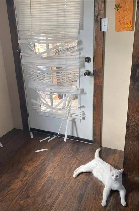 A white cat lying on a wooden floor in front of a white door whose blinds have been shredded into strips, likely by the cat.