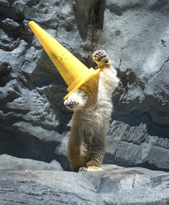 A small bear cub stands on rocky terrain wearing a large yellow traffic cone over its head, blindly reaching out with one paw — perfectly capturing the clueless, fumbling search for that elusive 100x crypto gem.