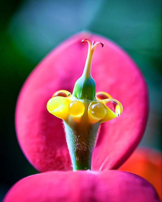 A macro close-up photograph captures the intricate yellow and green reproductive structure of a flower emerging from vibrant pink bracts.