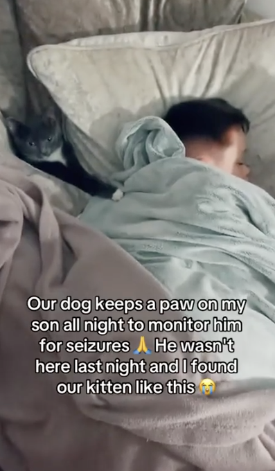 A kitten resting a paw on a sleeping child in bed, with a caption explaining that 'Our dog keeps a paw on my son all night to monitor him for seizures. He wasn't here last night and I found our kitten like this'.