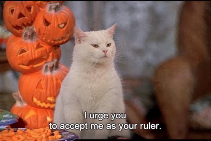 White cat sitting in front of stacked carved Halloween pumpkins with caption 'I urge you to accept me as your ruler.'