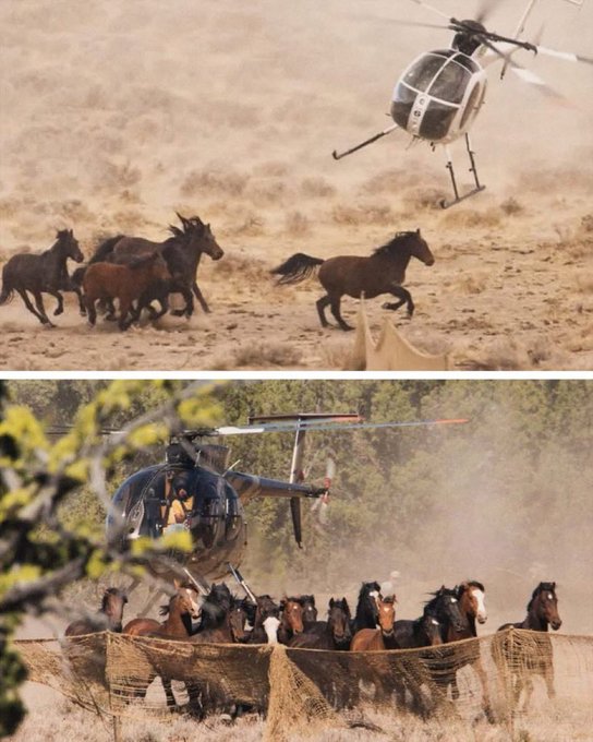 Two stacked images showing helicopters herding wild horses across a dusty plain into a corral with mesh fencing.