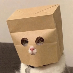 A black and white cat wearing a brown paper bag over its head with eye holes cut out, showing its pink nose and one eye peeking through.