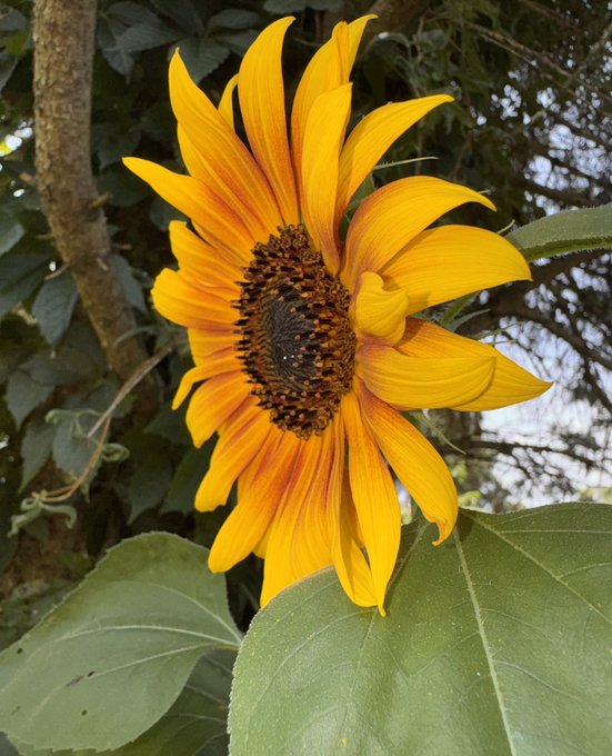 A bright yellow sunflower in full bloom is photographed against a backdrop of green leaves and a tree branch, with its detailed center clearly visible.