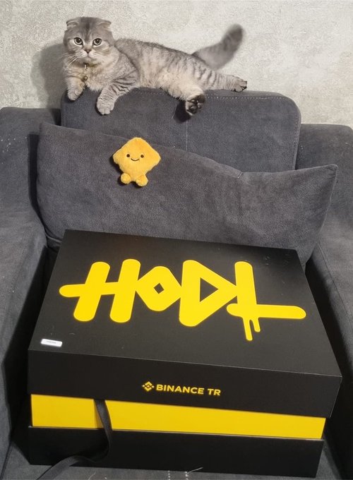 A gray Scottish Fold cat poses regally above a black Binance TR gift box featuring a bold yellow "HODL" graffiti-style design, with a small plush mascot resting on a pillow behind it. The branded merchandise box, paired with the playful plush and photogenic cat, perfectly complements the post celebrating BinanceTR's high-quality gifts and the "HODL" theme.