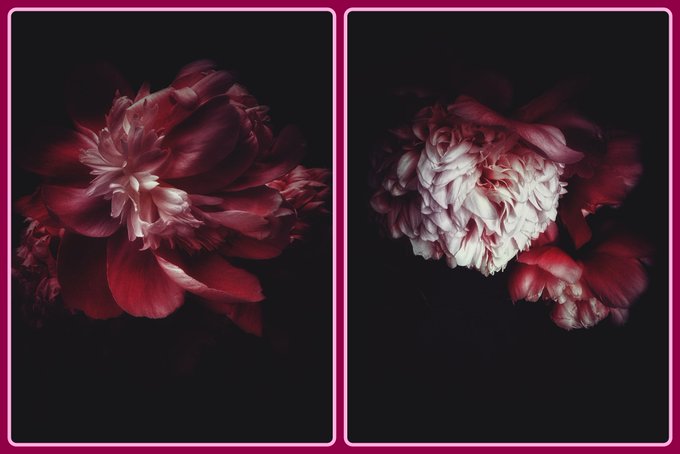 The image features two different versions of a flower, with one picture showing a large group of red flowers next to another picture displaying white flowers against a dark background. The descriptions provided for these images are quite different, possibly because they were created by the same artist or not intended to be used together in this context. There is also some text that appears to describe the artwork, but its contents are not clear enough to fully understand what it means or how it relates to the main floral images displayed here.